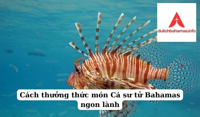 Read more about the article Cách thưởng thức món Cá sư tử Bahamas ngon lành