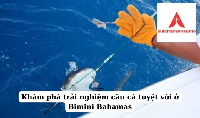 Read more about the article Khám phá trải nghiệm câu cá tuyệt vời ở Bimini Bahamas